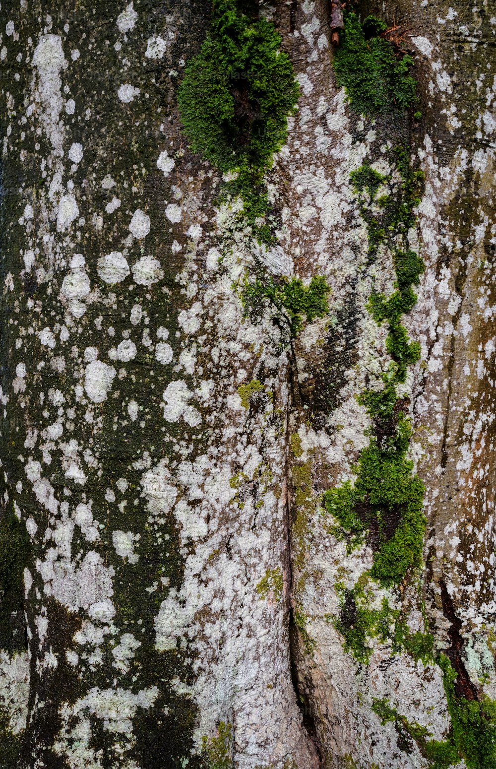 um close up de uma árvore com musgo crescendo sobre ela