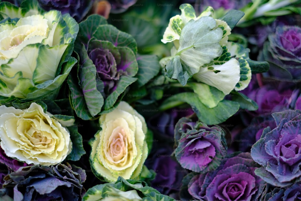 a bunch of purple and yellow flowers with green leaves