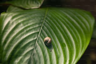 a snail crawling on a large green leaf