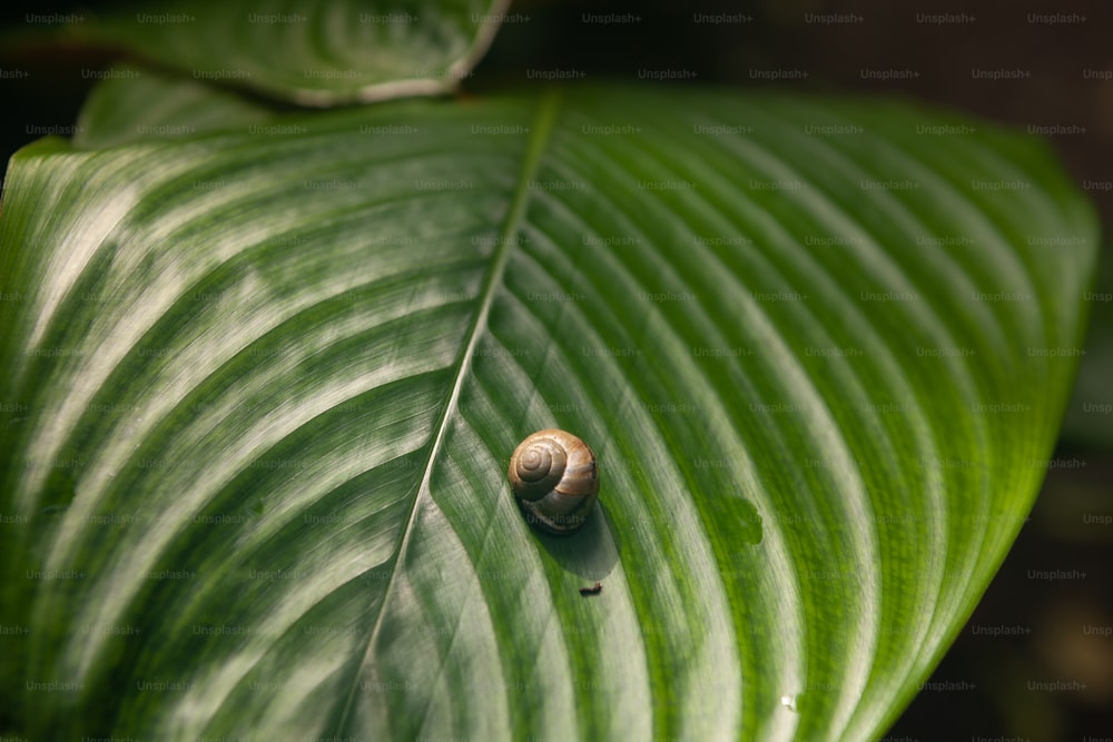 a snail crawling on a large green leaf