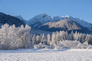 a snowy field with trees and mountains in the background