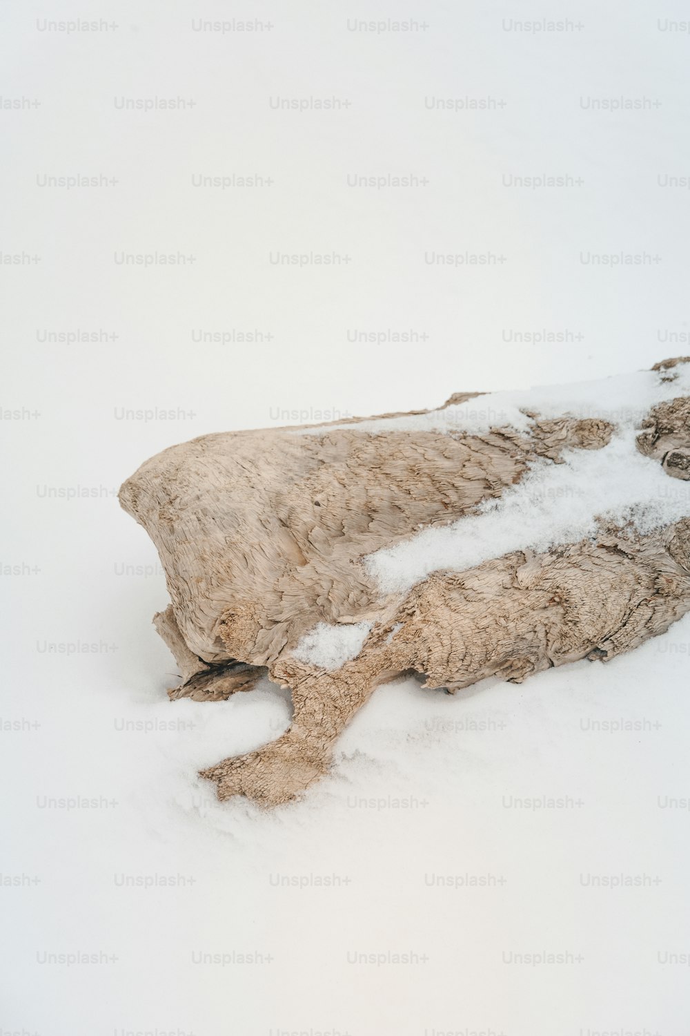 an animal that is laying down in the snow