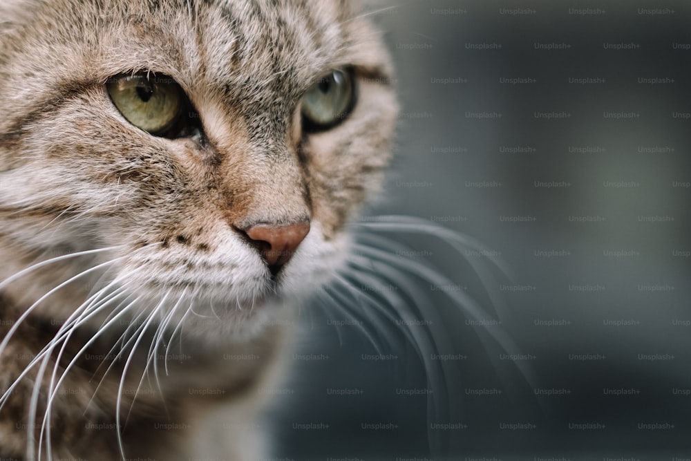 a close up of a cat's face with a blurry background