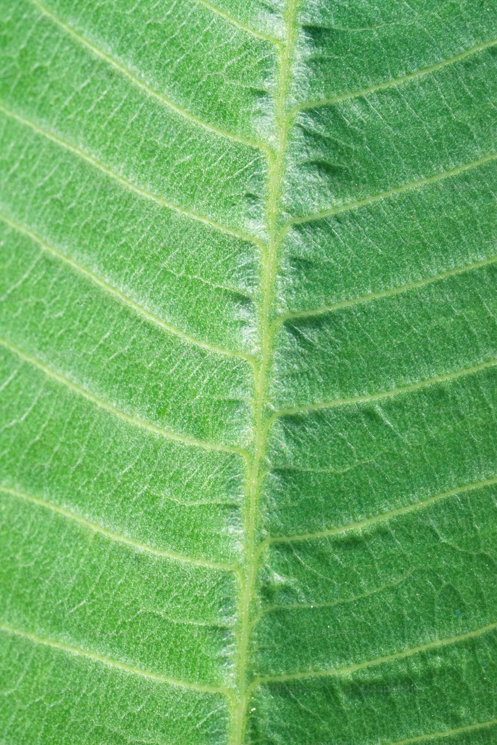 a close up view of a green leaf