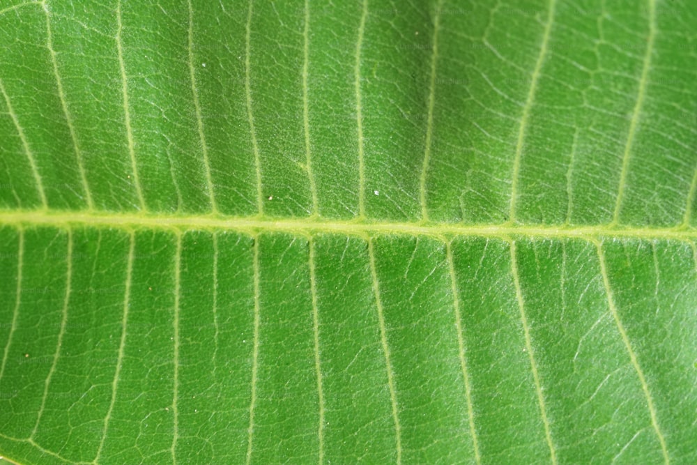 a close up view of a green leaf