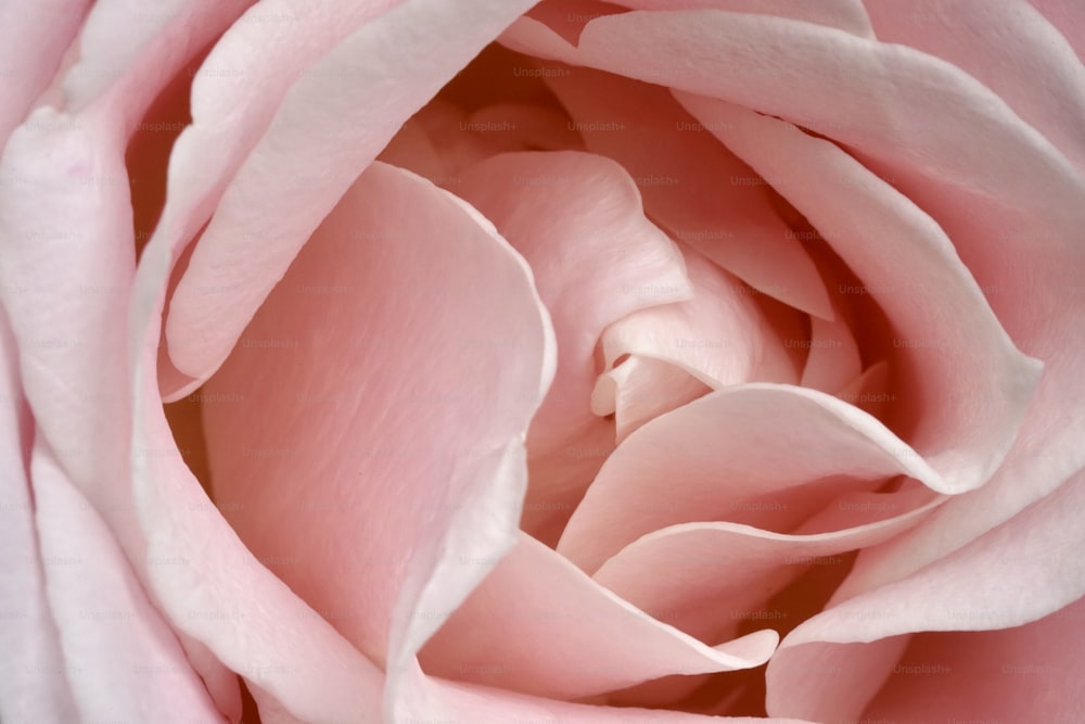 Una vista ravvicinata di una rosa rosa