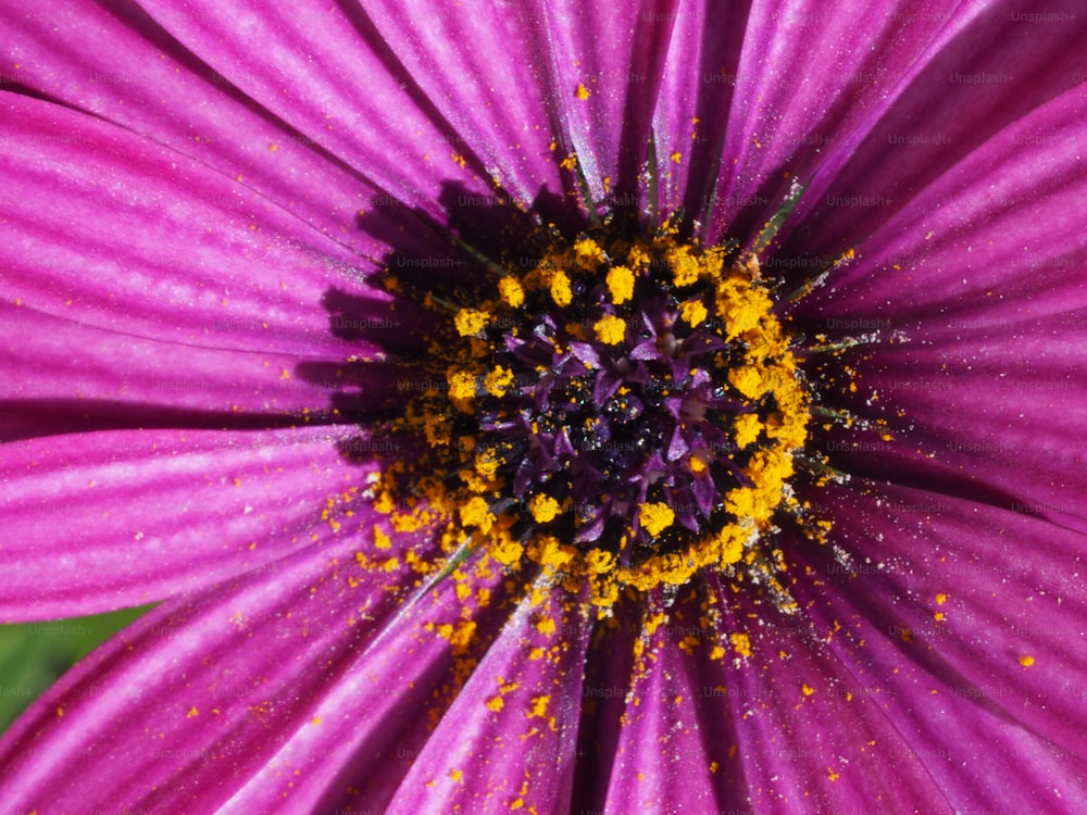a close up of a purple flower with a yellow center
