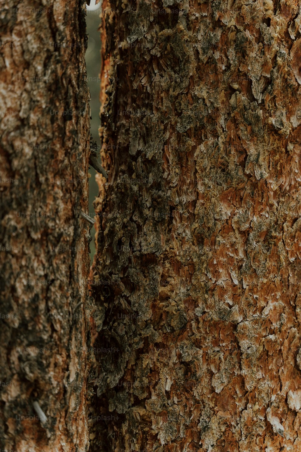 a close up of a tree trunk with a bird perched on it