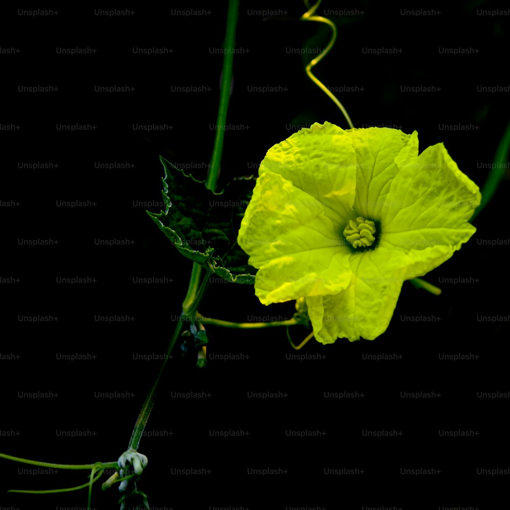 un fiore giallo con uno sfondo nero