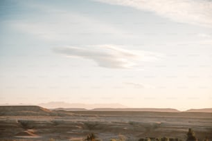 a herd of sheep standing on top of a dry grass field