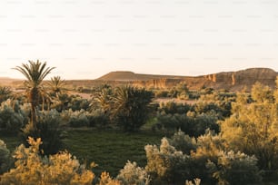 a field with palm trees and bushes in the foreground