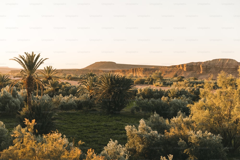 a field with palm trees and bushes in the foreground