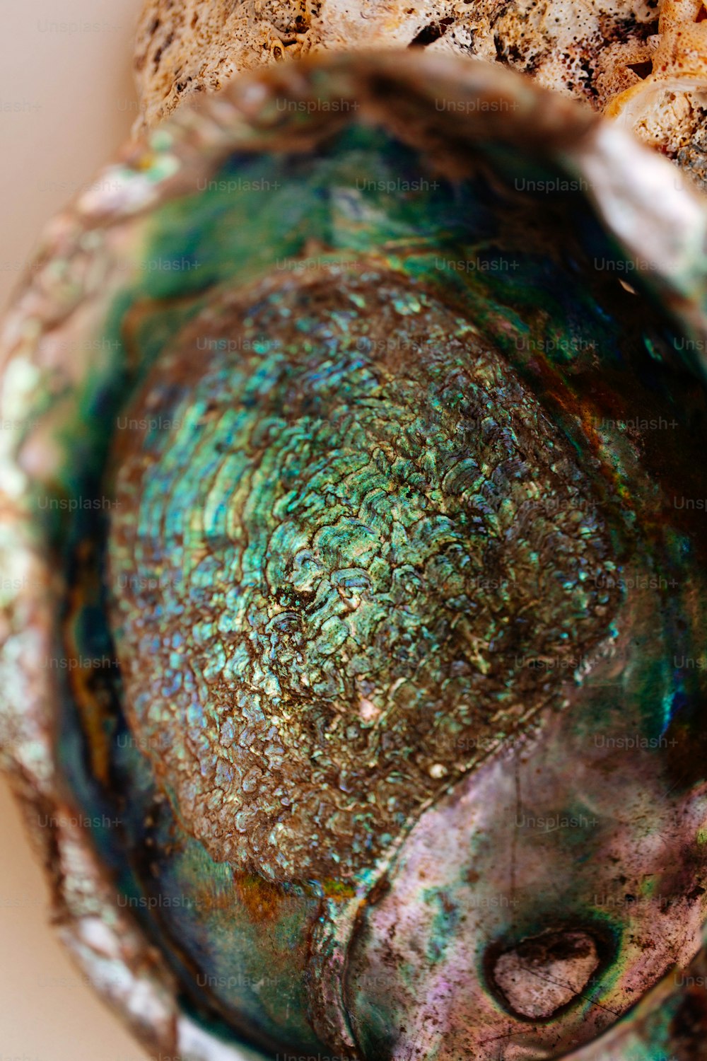 a close up of a shell on a white surface