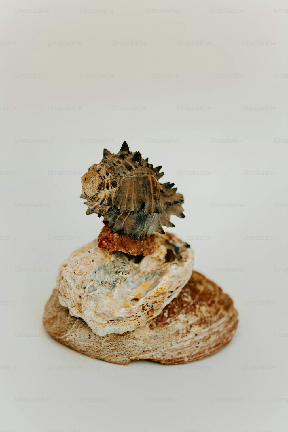 a close up of a rock with a small animal on top of it