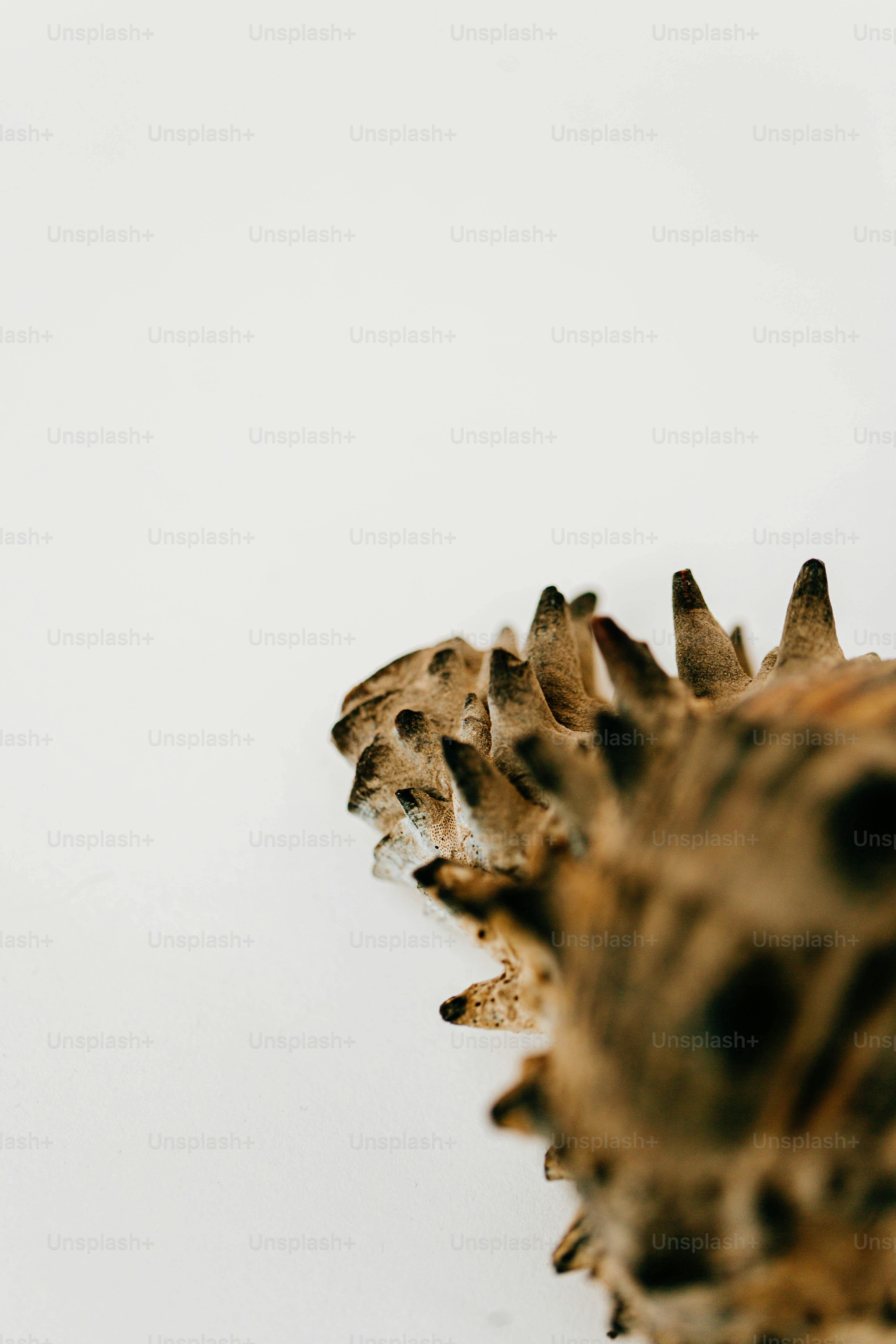 a group of giraffes standing next to each other