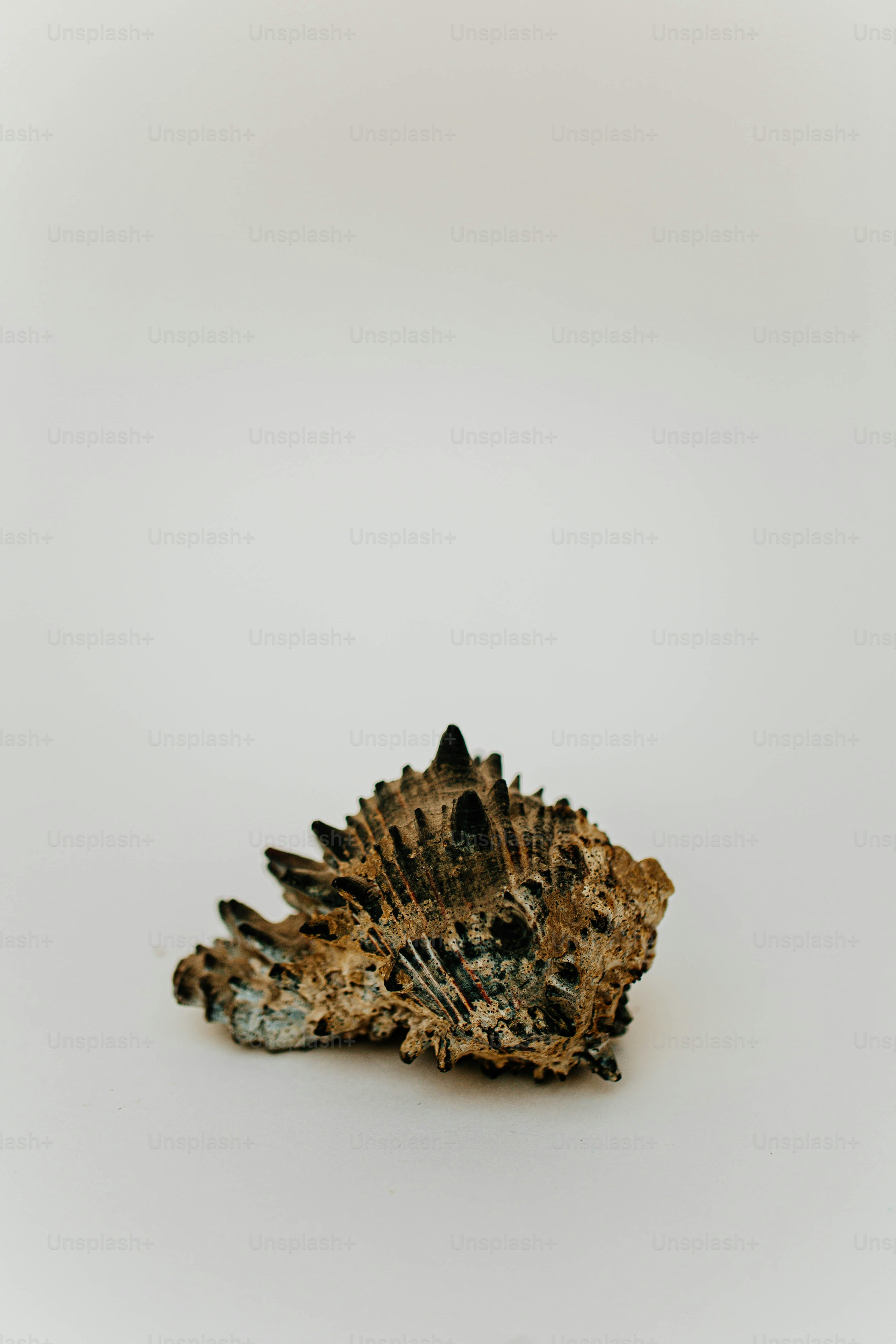 a small brown and black object on a white surface