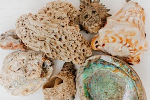 um grupo de conchas do mar em uma superfície branca