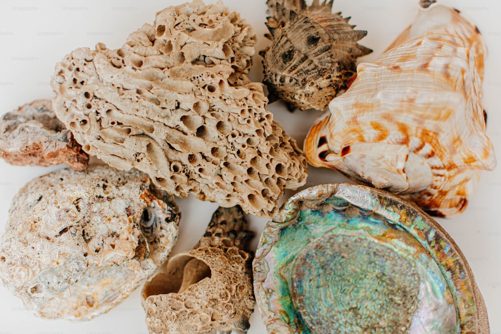 Un grupo de conchas marinas sobre una superficie blanca