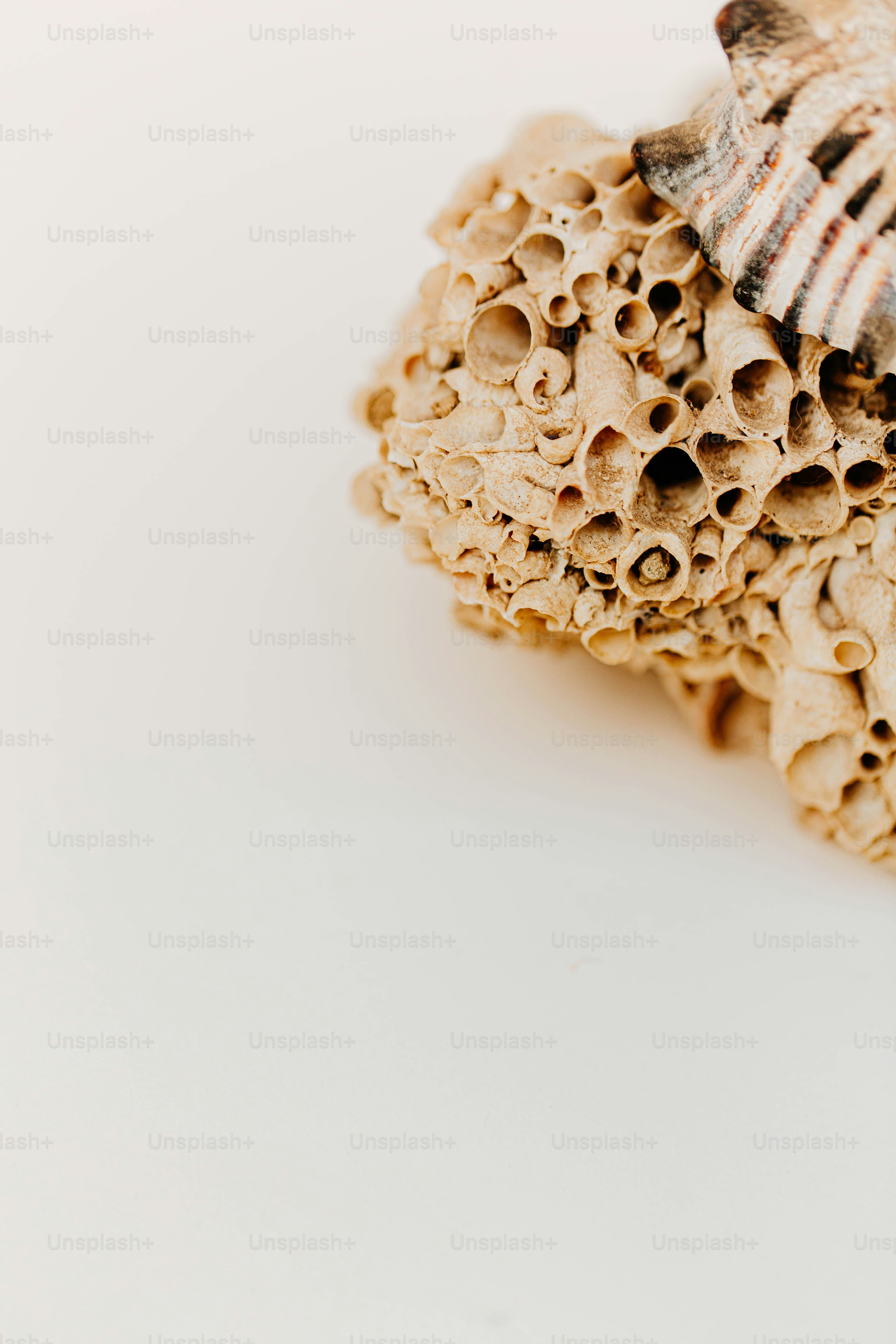 a close up of a sea shell on a white surface