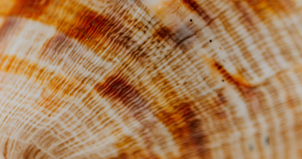 Crustachean Shell Pattern A close up of a sea shell on a white surface photo – Crustacean Image ...