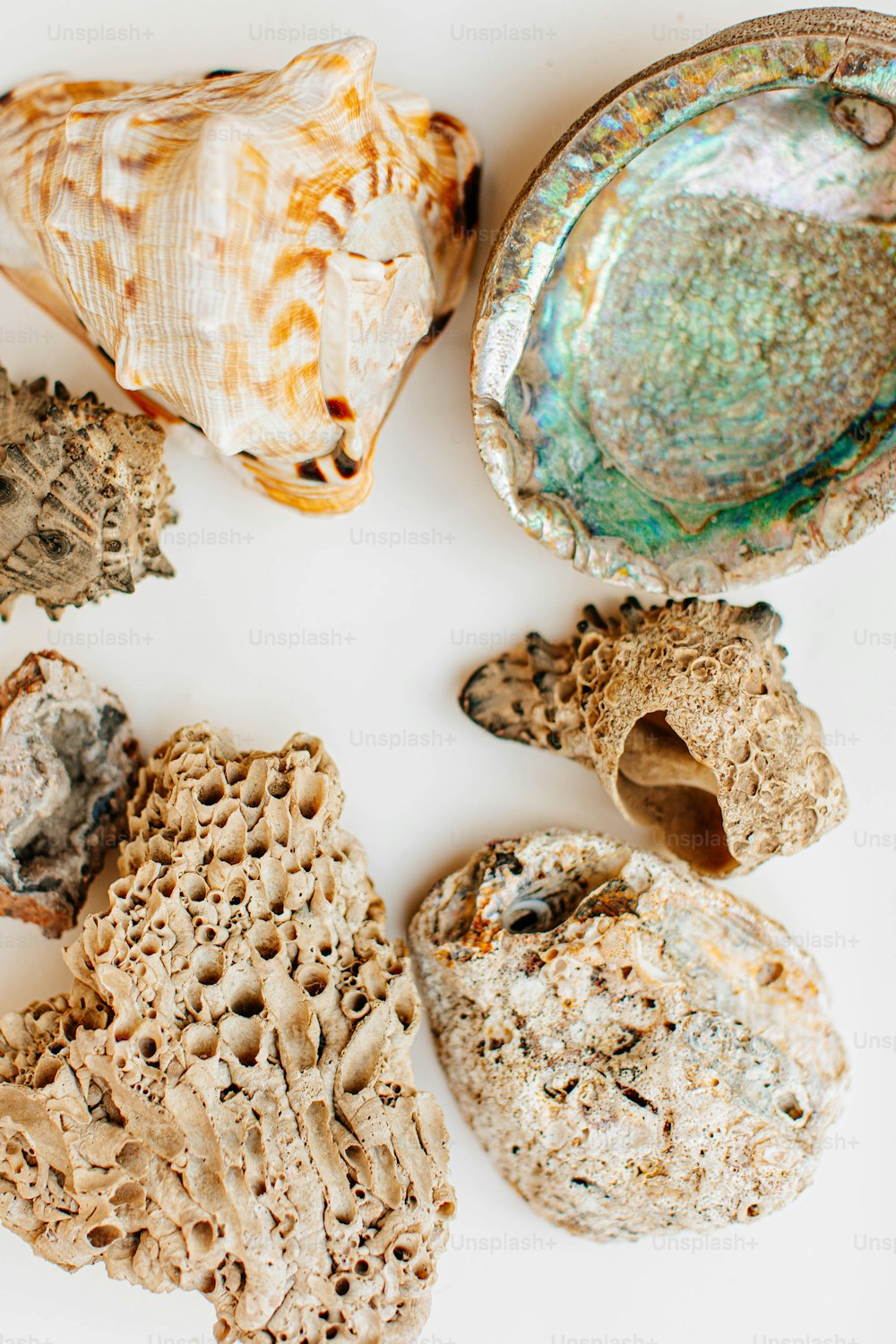 a group of sea shells on a white surface