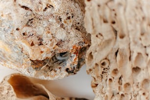 a close up of a piece of bread on a table