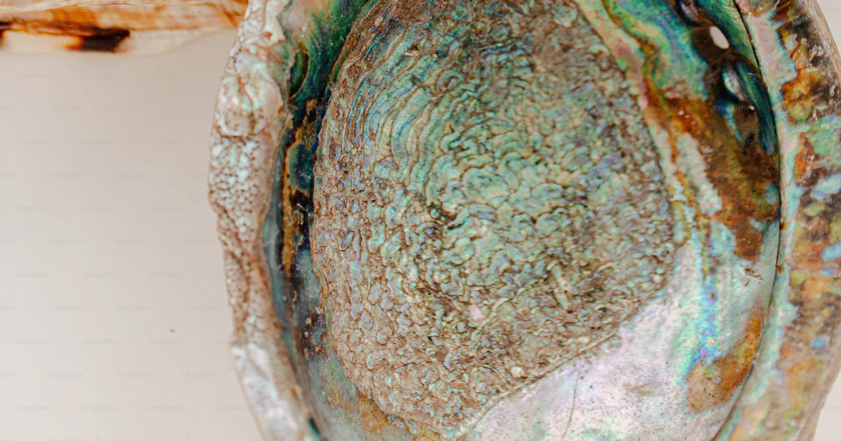 Custacean Shell A group of sea shells sitting on top of a table photo – Crustacean ...