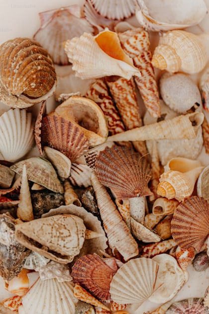 A pile of sea shells sitting on top of a table photo – Clam Image