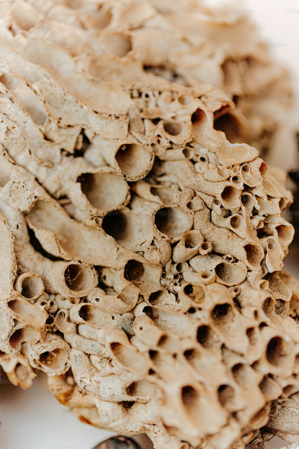 a close up of a rock with holes in it