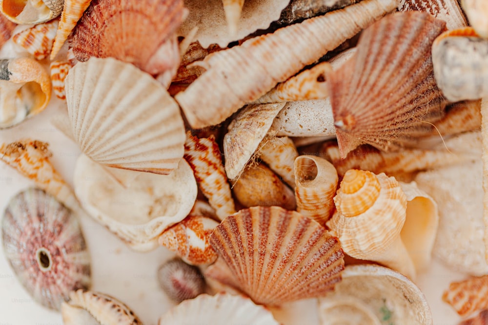 a pile of sea shells sitting on top of a white table