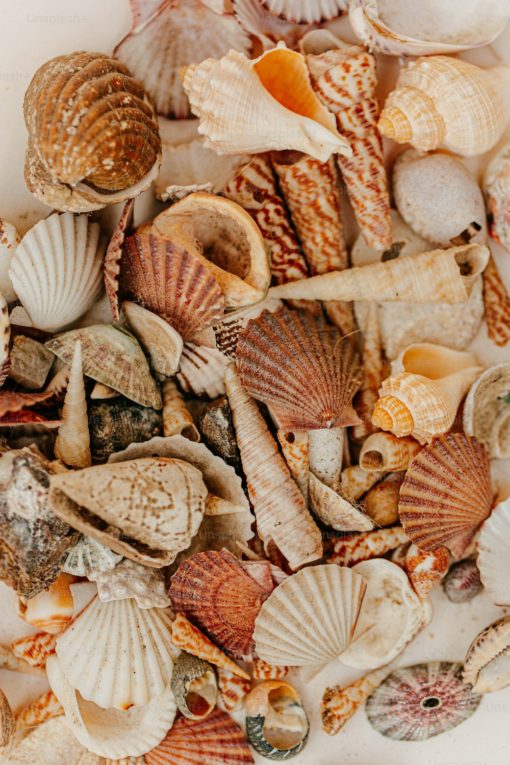 a pile of sea shells sitting on top of a white table