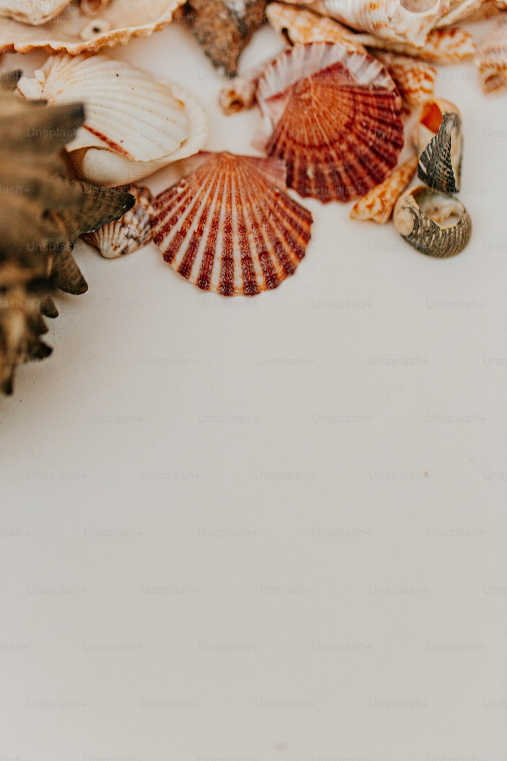 a bunch of seashells on a white surface