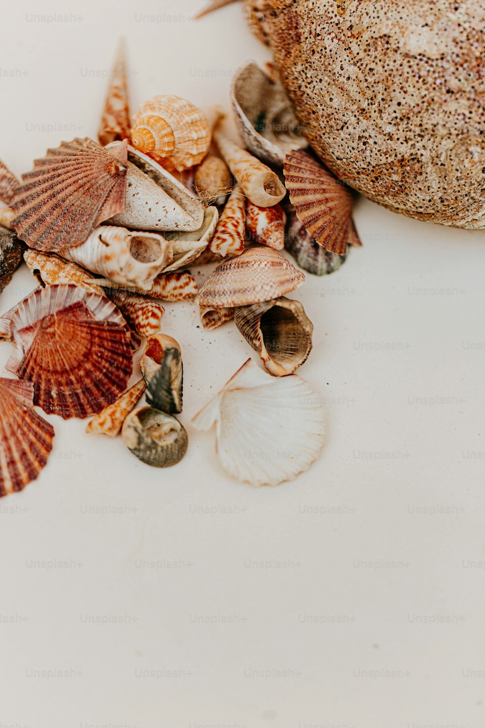 a pile of sea shells sitting on top of a white table