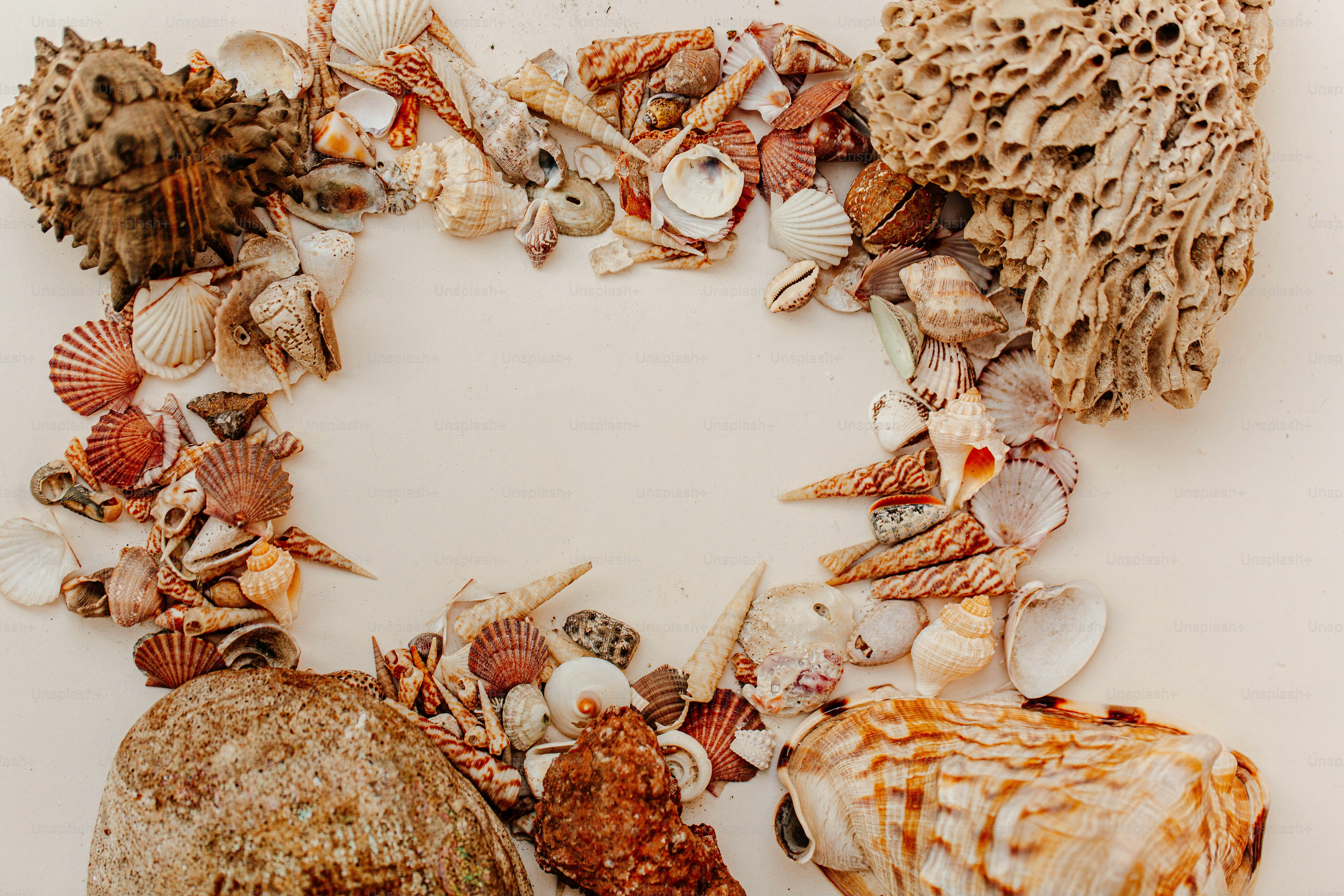 A circle of sea shells on a white surface photo Sea shell Image on