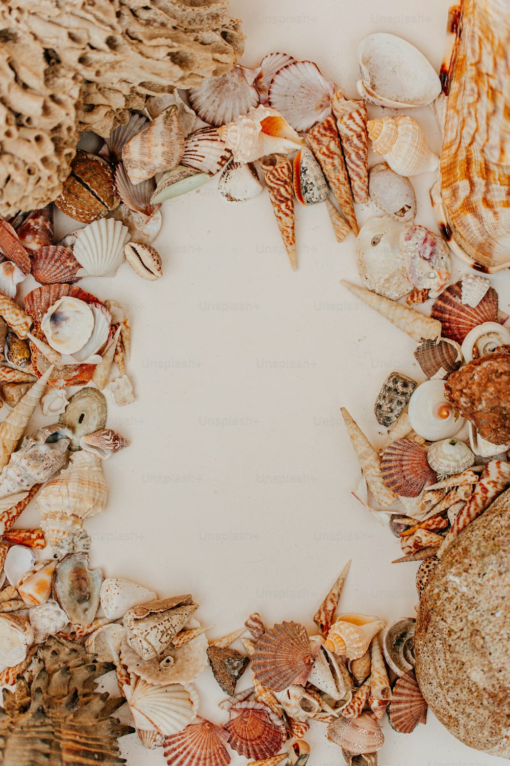 a circle of seashells on a white surface
