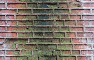 un gros plan d’un mur de briques avec de la mousse qui pousse dessus