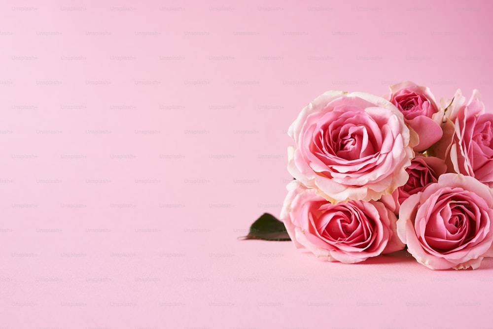 un mazzo di rose rosa su uno sfondo rosa
