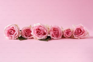 a group of pink roses on a pink background