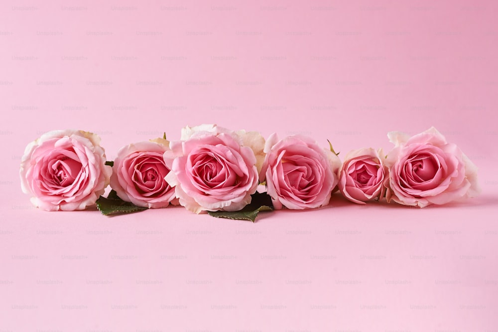 Un grupo de rosas rosadas sobre un fondo rosa