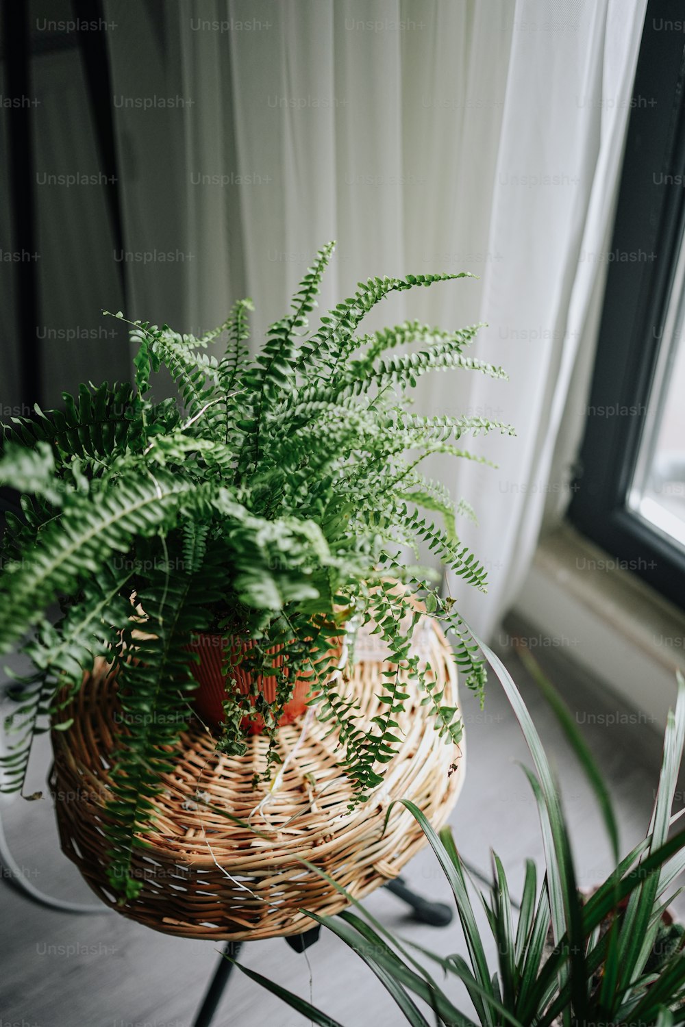 una planta en una canasta sobre una mesa junto a una ventana