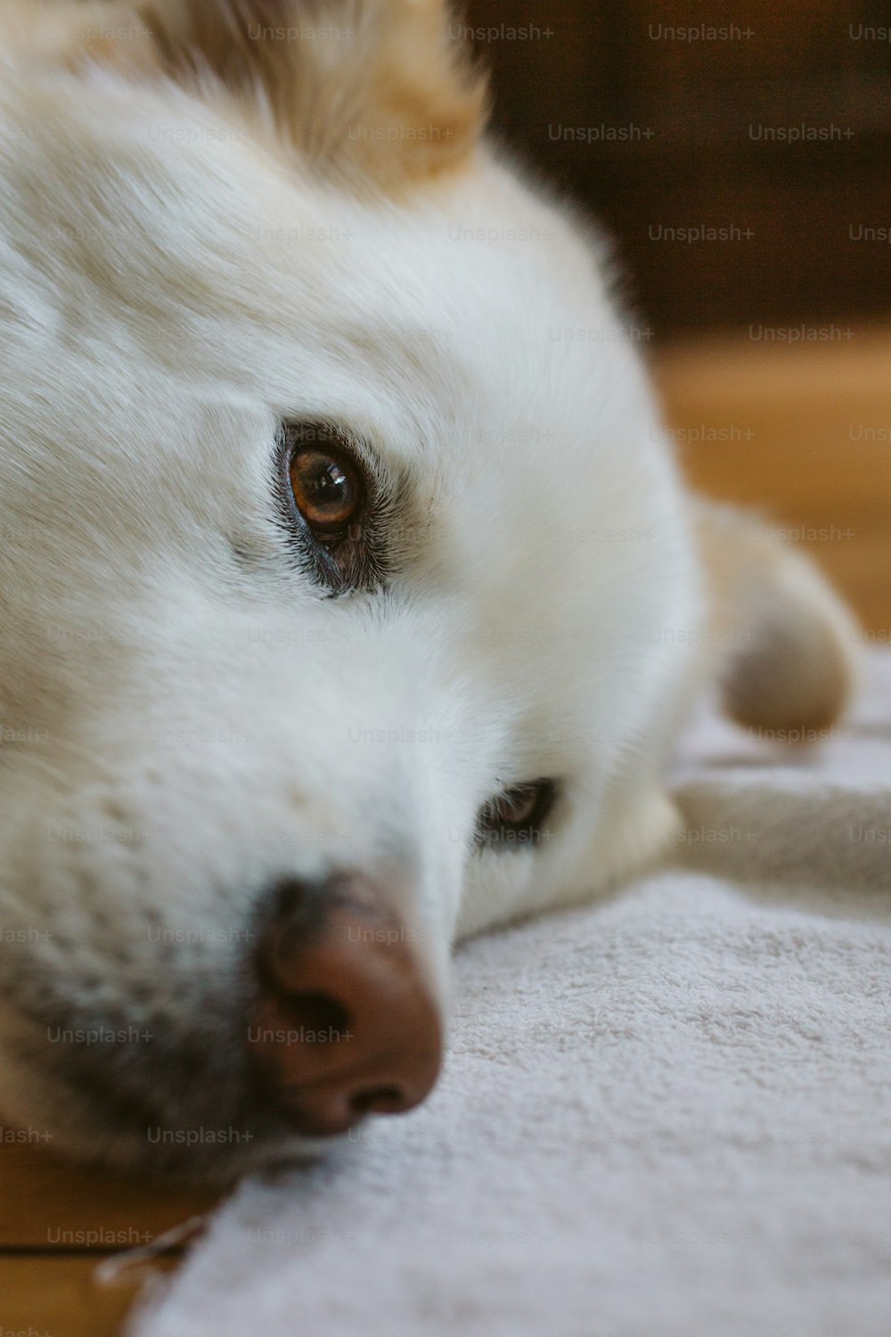 um close up de um cão deitado em uma toalha
