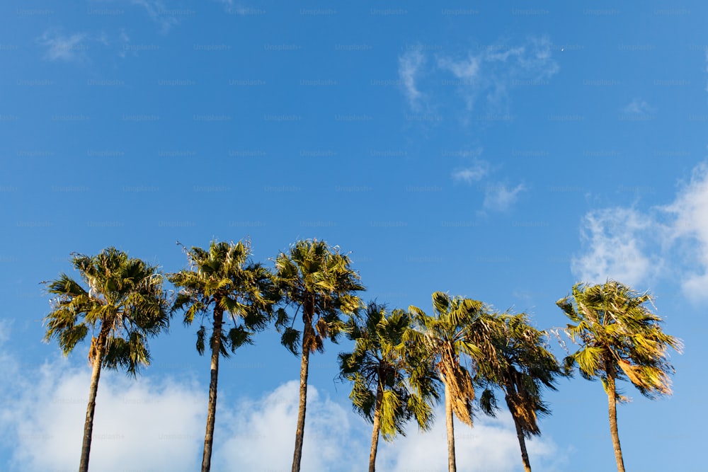 Une rangée de palmiers contre un ciel bleu