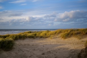 a sandy beach with grass and water in the background