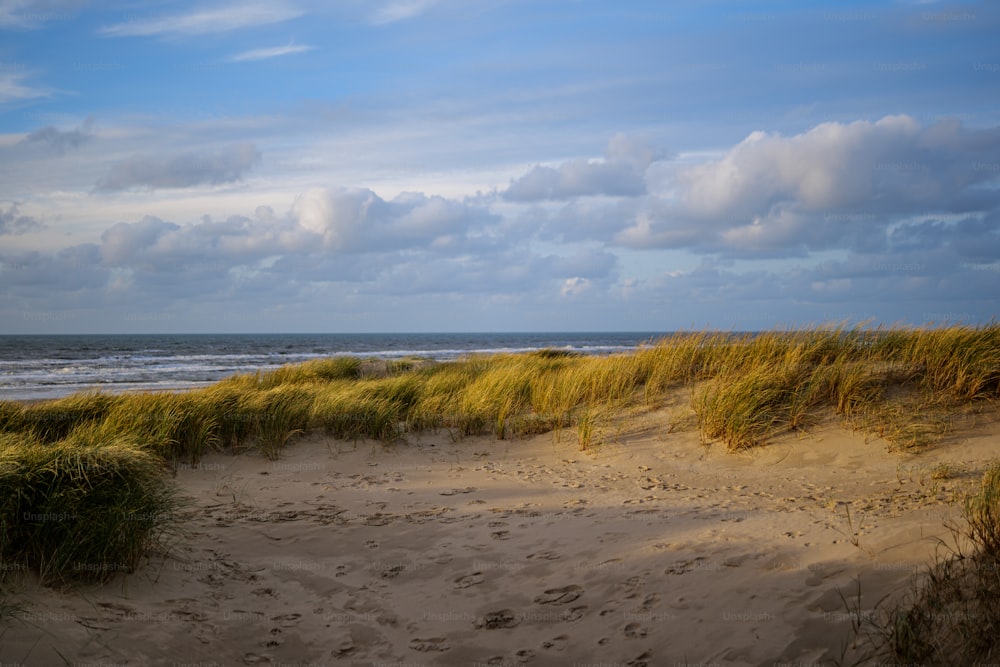 una spiaggia di sabbia con erba e acqua sullo sfondo