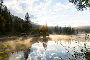 a body of water surrounded by a forest