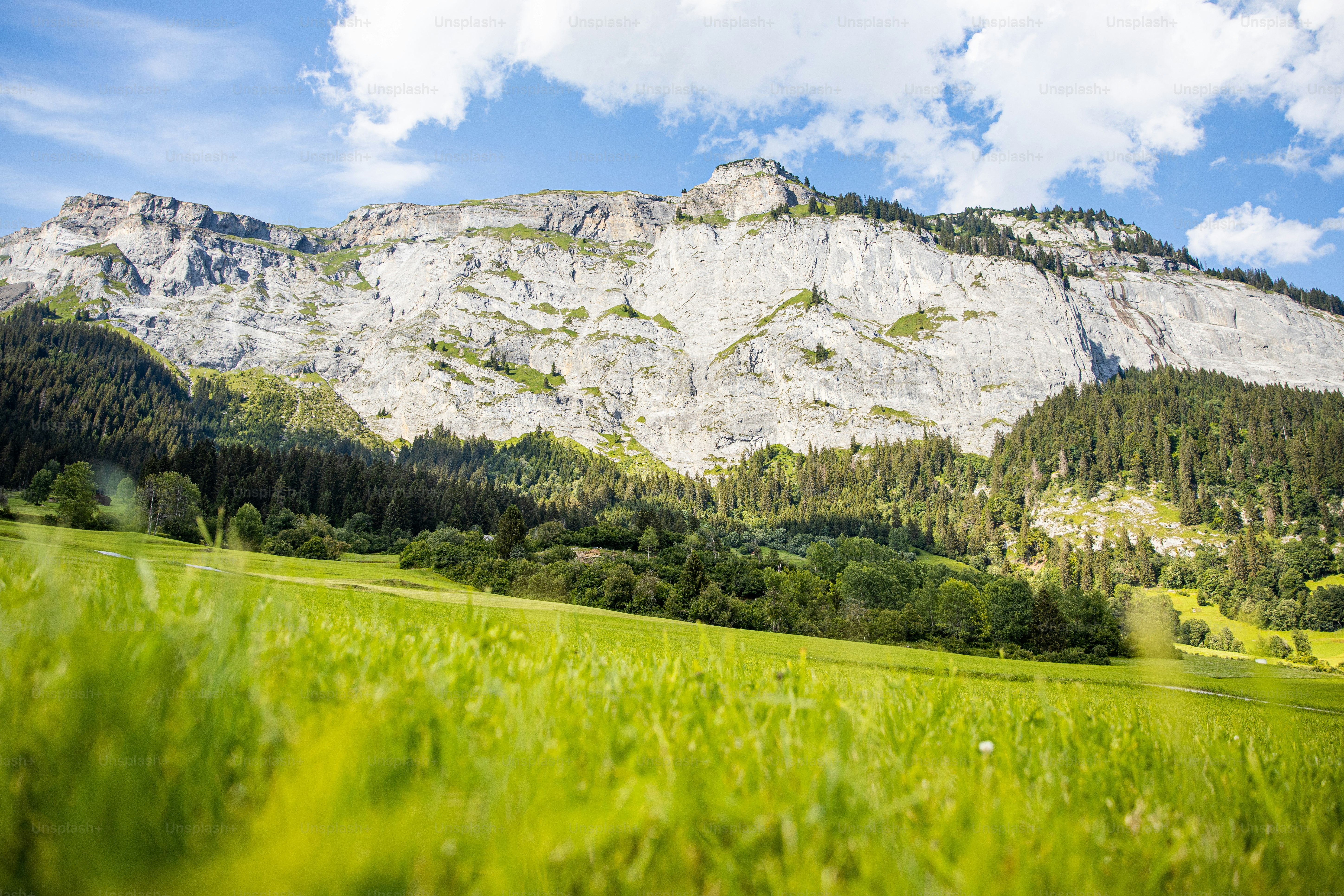 a grassy field with a mountain in the background