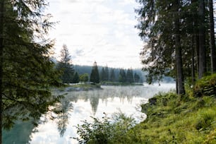 a body of water surrounded by trees and grass