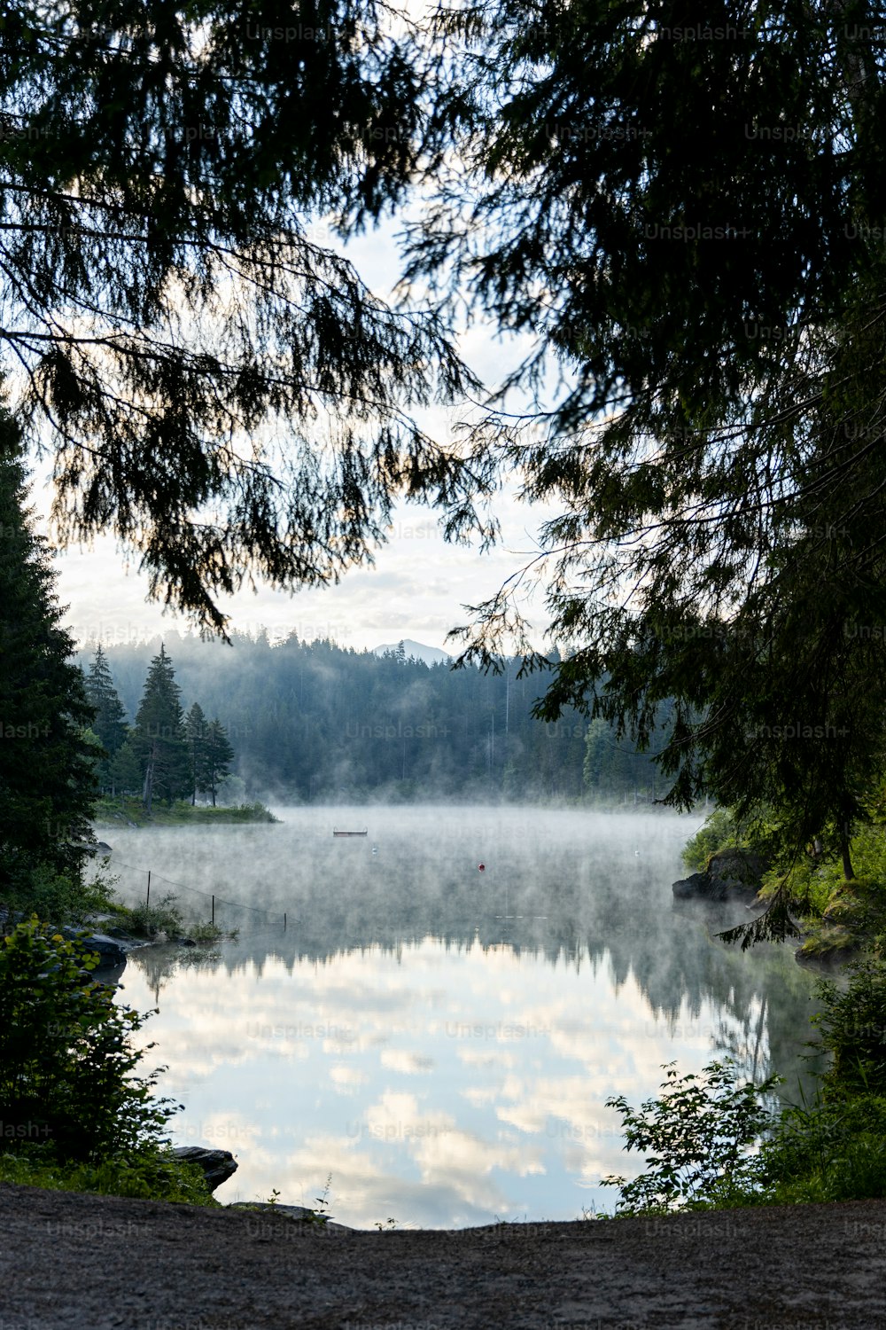 a body of water surrounded by trees and a forest