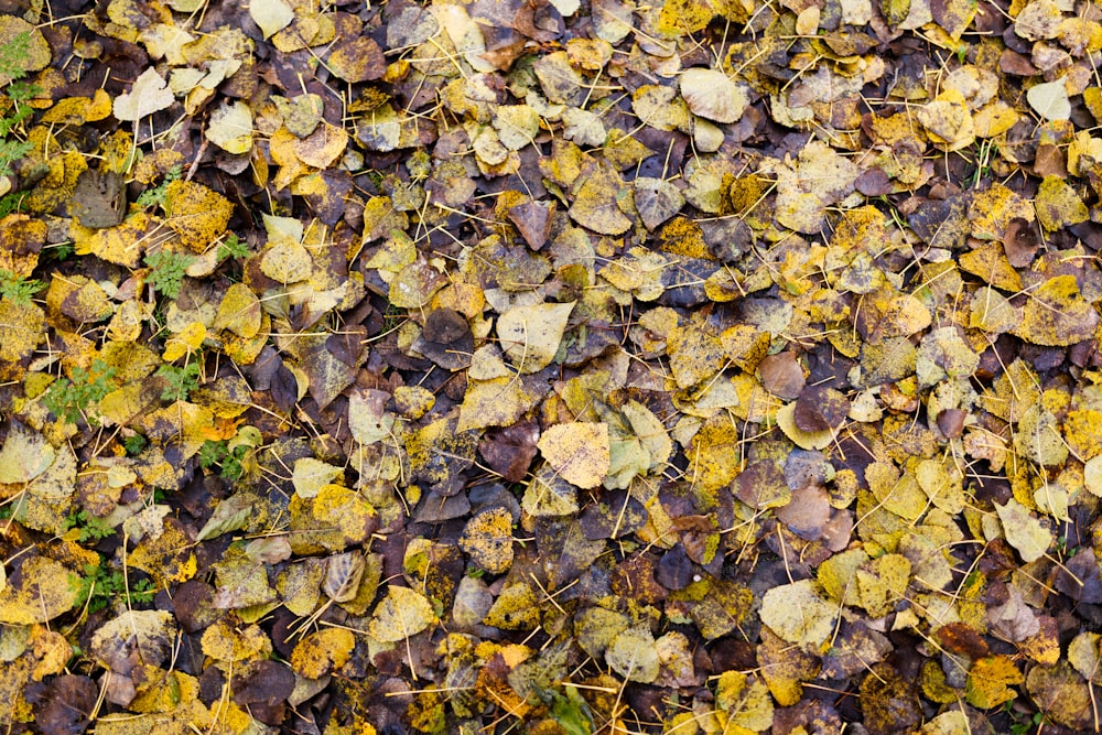 ein Bündel Blätter, die auf dem Boden liegen