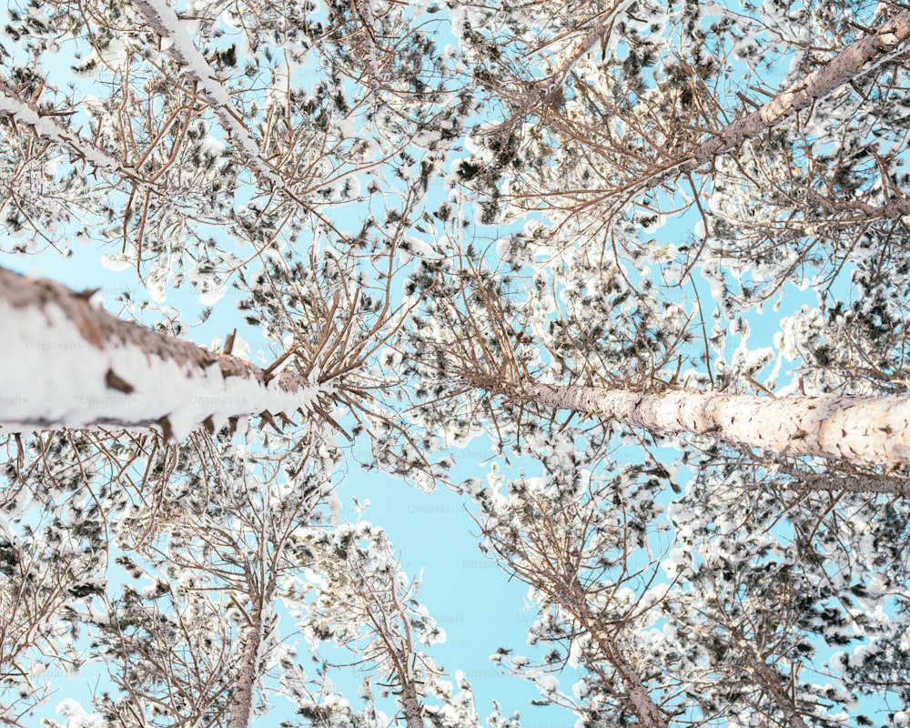 looking up at the branches of a tree in winter